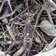 Paraoxypilus tasmaniensis at Dunlop, ACT - 25 Oct 2019