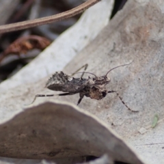 Paraoxypilus tasmaniensis at Dunlop, ACT - 25 Oct 2019