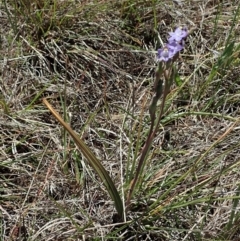 Thelymitra pauciflora at Cook, ACT - suppressed