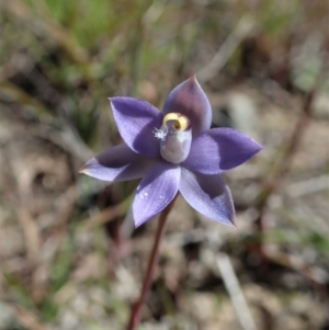 Thelymitra pauciflora at Cook, ACT - suppressed