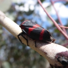 Eurymelops rubrovittata (Red-lined Leaf Hopper) at Hume, ACT - 24 Oct 2019 by Christine