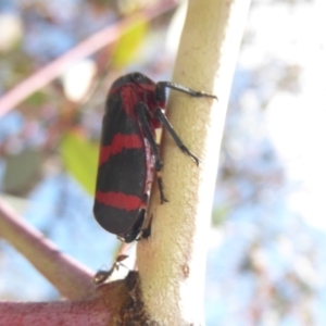 Eurymelops rubrovittata at Hume, ACT - 24 Oct 2019