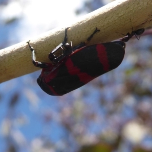 Eurymelops rubrovittata at Hume, ACT - 24 Oct 2019