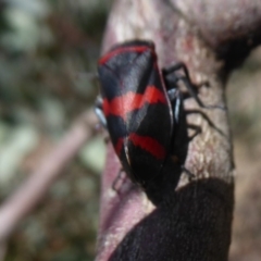 Eurymelops rubrovittata at Hume, ACT - 24 Oct 2019