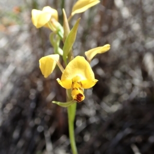 Diuris nigromontana at Dunlop, ACT - suppressed