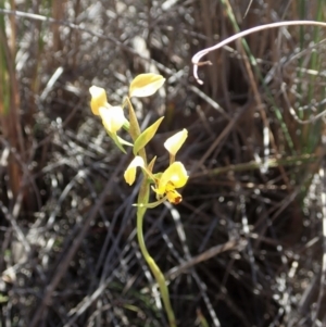 Diuris nigromontana at Dunlop, ACT - suppressed