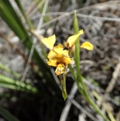 Diuris nigromontana at Dunlop, ACT - suppressed