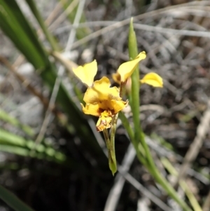 Diuris nigromontana at Dunlop, ACT - suppressed