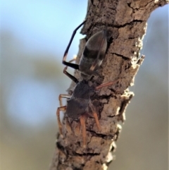 Myrmarachne (genus) (Unidentified Ant-mimic jumping spider) at Dunlop, ACT - 23 Oct 2019 by CathB