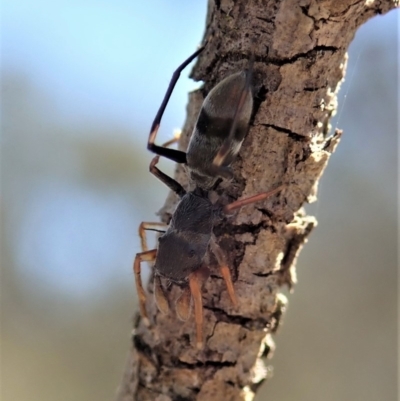 Myrmarachne sp. (genus) (Unidentified Ant-mimic jumping spider) at Dunlop, ACT - 23 Oct 2019 by CathB