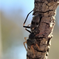 Myrmarachne sp. (genus) at Dunlop, ACT - 23 Oct 2019