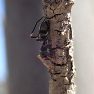 Myrmarachne sp. (genus) at Dunlop, ACT - 23 Oct 2019 02:11 PM