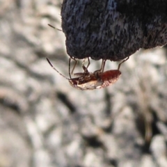 Lygaeidae (family) (Seed bug) at Jerrabomberra, ACT - 24 Oct 2019 by Christine