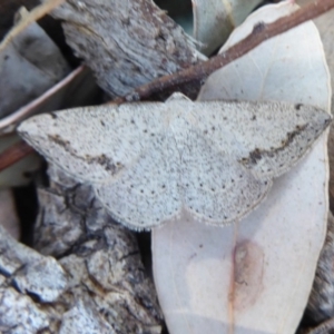 Taxeotis intextata at Jerrabomberra, ACT - 24 Oct 2019 02:50 PM