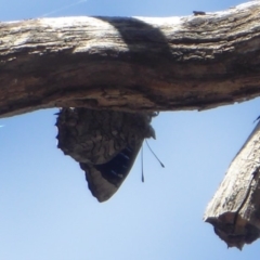 Ogyris olane (Broad-margined Azure) at Jerrabomberra, ACT - 24 Oct 2019 by Christine