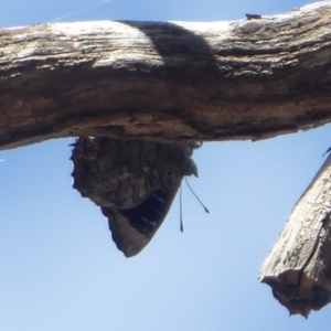 Ogyris olane at Jerrabomberra, ACT - 24 Oct 2019 03:08 PM