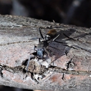 Myrmarachne luctuosa at Dunlop, ACT - 24 Oct 2019 12:46 PM