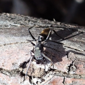 Myrmarachne luctuosa at Dunlop, ACT - 24 Oct 2019 12:46 PM