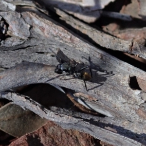 Myrmarachne luctuosa at Dunlop, ACT - 24 Oct 2019