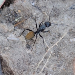 Myrmarachne luctuosa at Dunlop, ACT - 24 Oct 2019 12:46 PM