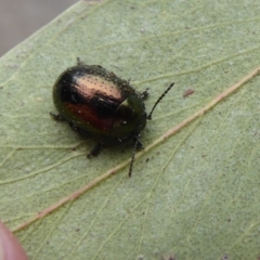 Chrysolina quadrigemina (Greater St Johns Wort beetle) at Flynn, ACT - 25 Oct 2019 by Christine