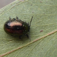 Chrysolina quadrigemina at Flynn, ACT - 25 Oct 2019 01:21 PM