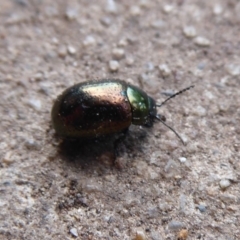 Chrysolina quadrigemina at Flynn, ACT - 25 Oct 2019