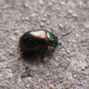 Chrysolina quadrigemina at Flynn, ACT - 25 Oct 2019 01:21 PM