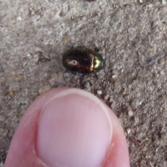 Chrysolina quadrigemina at Flynn, ACT - 25 Oct 2019