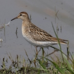 Calidris acuminata (Sharp-tailed Sandpiper) at Fyshwick, ACT - 24 Oct 2019 by rawshorty