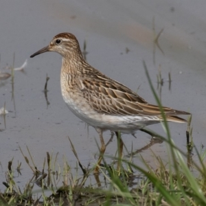 Calidris acuminata at Fyshwick, ACT - 25 Oct 2019