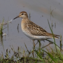 Calidris acuminata at Fyshwick, ACT - 25 Oct 2019