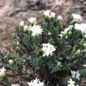 Pimelea linifolia subsp. linifolia at Ainslie, ACT - 18 Oct 2019 07:00 PM