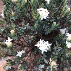 Pimelea linifolia subsp. linifolia at Ainslie, ACT - 18 Oct 2019 07:00 PM