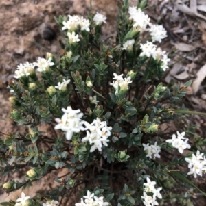 Pimelea linifolia subsp. linifolia at Ainslie, ACT - 18 Oct 2019 07:00 PM