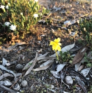 Pimelea linifolia subsp. linifolia at Ainslie, ACT - 18 Oct 2019 07:00 PM