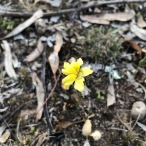 Goodenia pinnatifida at Ainslie, ACT - 18 Oct 2019