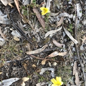 Goodenia pinnatifida at Ainslie, ACT - 18 Oct 2019