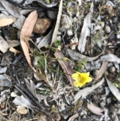 Goodenia pinnatifida at Ainslie, ACT - 18 Oct 2019