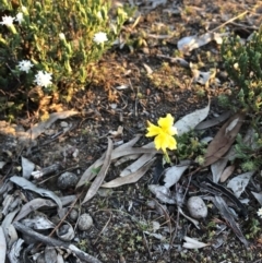 Goodenia pinnatifida at Ainslie, ACT - 18 Oct 2019