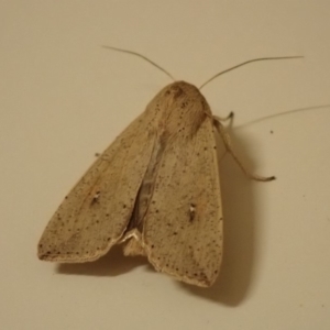 Mythimna (Pseudaletia) convecta at Spence, ACT - 24 Oct 2019 08:49 PM