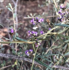 Glycine clandestina at Ainslie, ACT - 17 Oct 2019