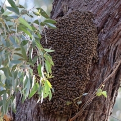 Apis mellifera (European honey bee) at Acton, ACT - 24 Oct 2019 by RodDeb