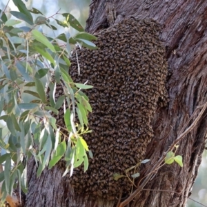 Apis mellifera at Acton, ACT - 25 Oct 2019