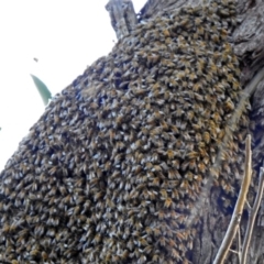 Apis mellifera at Acton, ACT - 25 Oct 2019