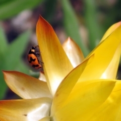 Coccinella transversalis at Acton, ACT - 25 Oct 2019