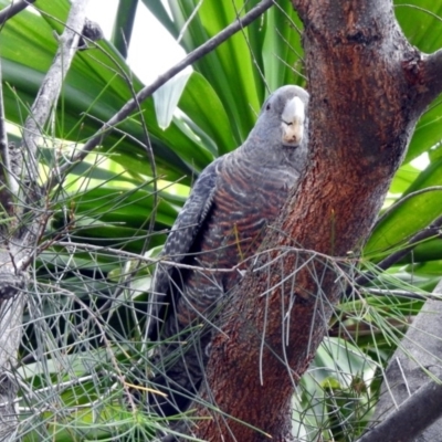 Callocephalon fimbriatum (Gang-gang Cockatoo) at Acton, ACT - 25 Oct 2019 by RodDeb