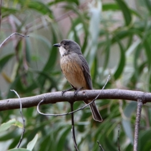 Pachycephala rufiventris at Acton, ACT - 25 Oct 2019 08:38 AM