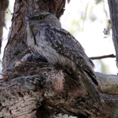 Podargus strigoides (Tawny Frogmouth) at Acton, ACT - 25 Oct 2019 by RodDeb