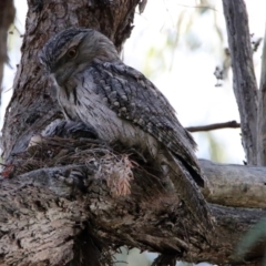 Podargus strigoides at Acton, ACT - 25 Oct 2019 07:38 AM